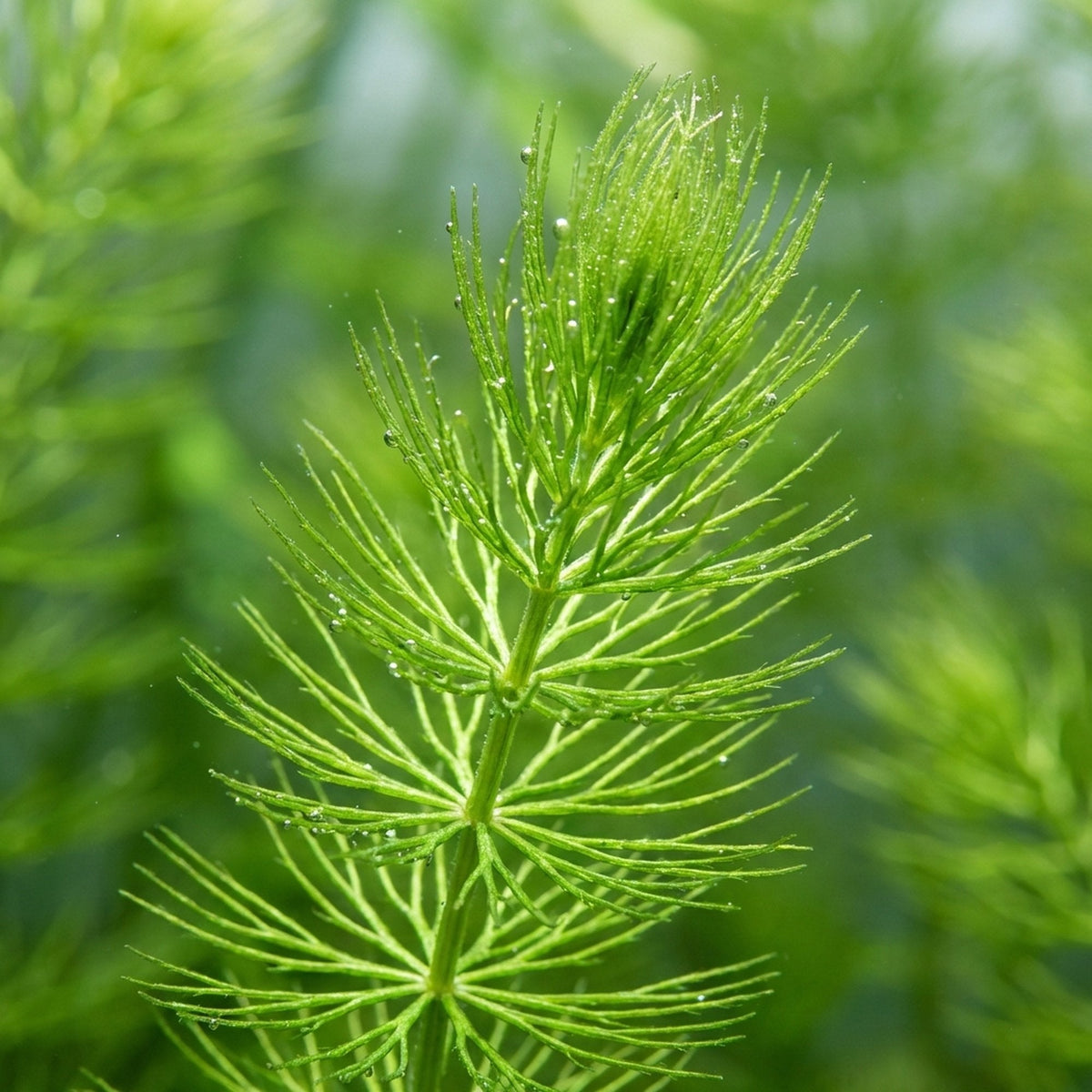 Live Hornwort Aquarium Plant Bunches for Floating or Planted Freshwater Tanks, Packs of Three or Six source image 15