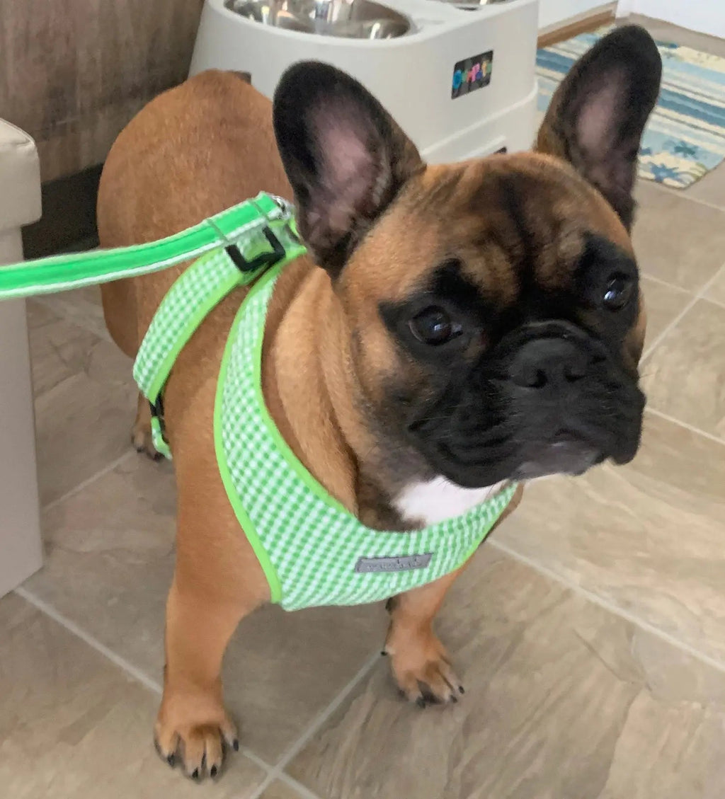 Gingham Step-In Dog Harness, Soft Adjustable Mesh Walking Vest in Five Colors for Dogs from 3 to 40 Pounds source image 15