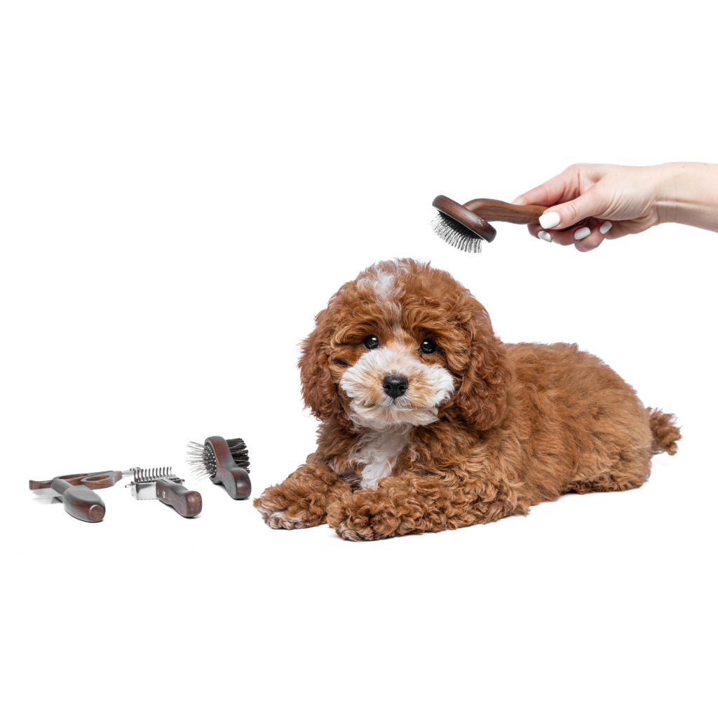 Dog Grooming Tool Set for Cavoodles, Five-Piece Brush, Comb, Dematting and Nail Care Kit in a Storage Box source image 15