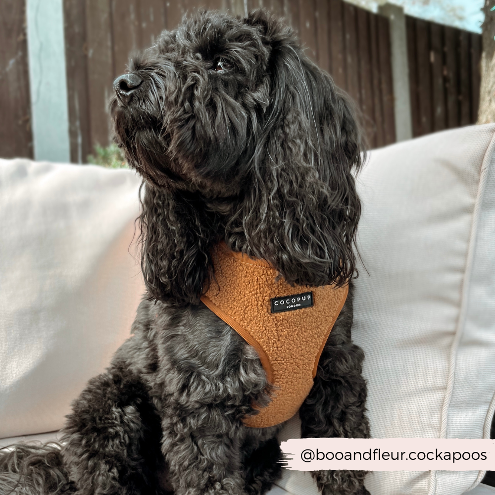 Adjustable Neck Dog Harness in Teddy Texture, Lightweight Walking Vest for XXS to Large Dogs source image 15