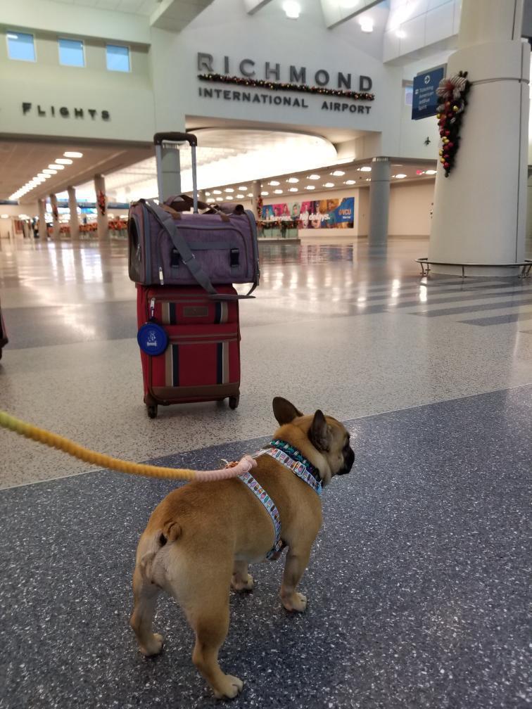 Soft-Sided Airline Pet Carrier for Cats and Small Dogs with Mesh Ventilation and Expandable Port product image 15