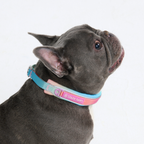 Cushioned Martingale Dog Collar for Gentle Leash Guidance, Limited-Cinch Design in Five Sizes source image 15