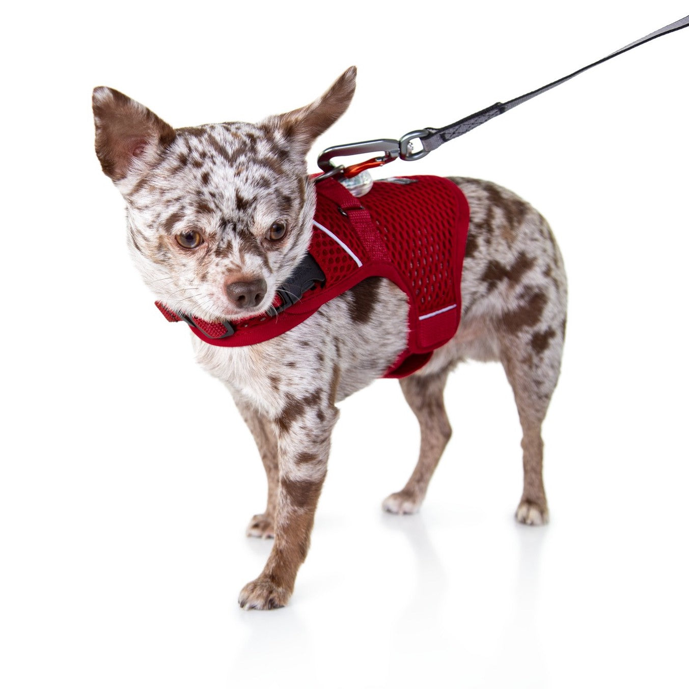 Martingale Dog Harness product image 15