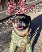 Striped Knit Dog Onesie product image 15