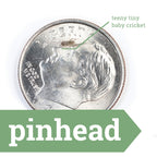 Live Feeder Crickets product image 15