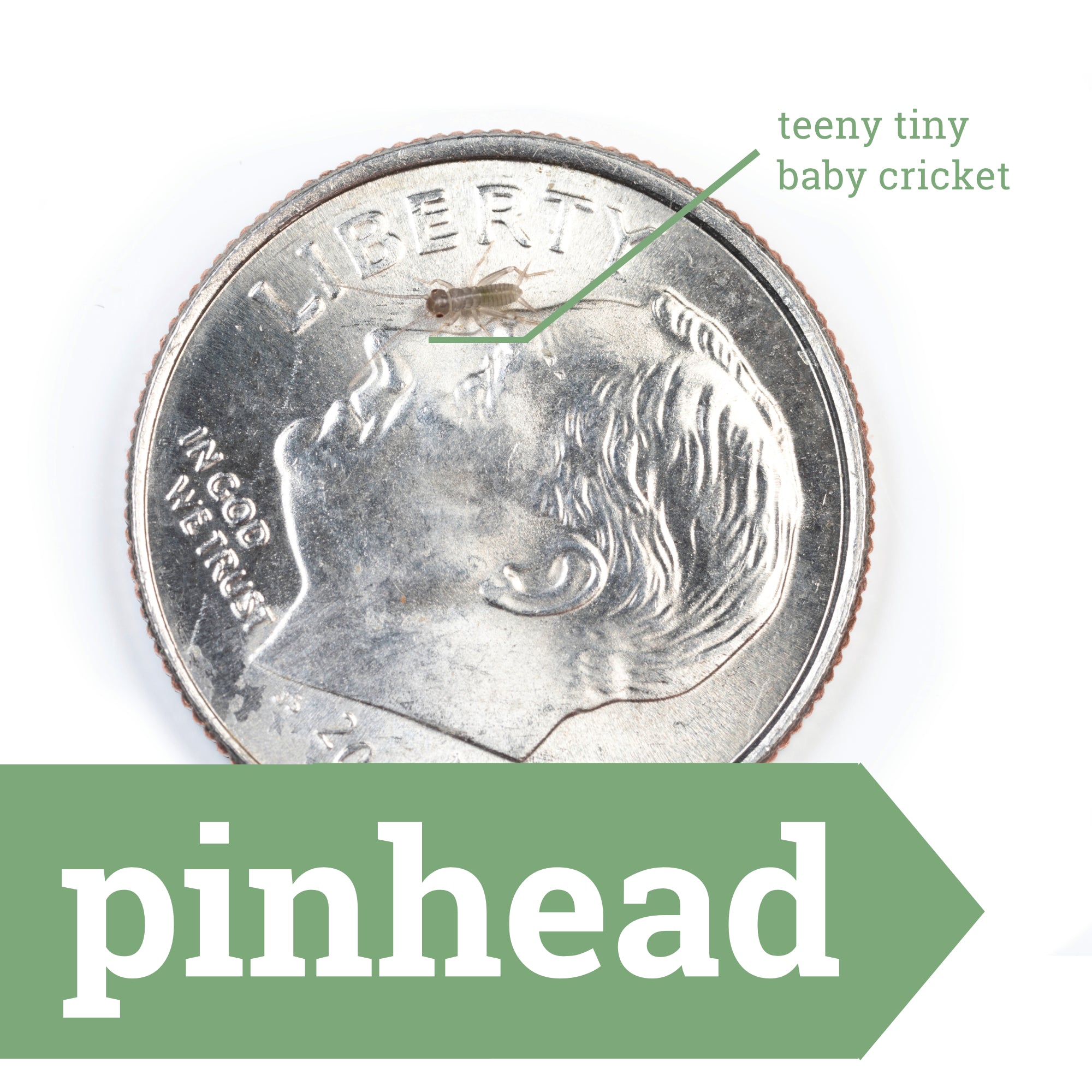 Live Feeder Crickets product image 15