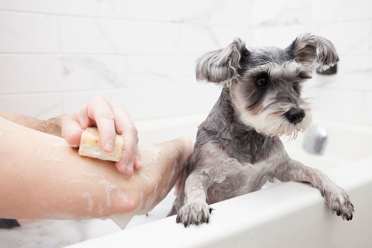 Dog Soap product image 15