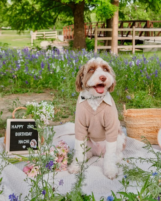 Dog Sweater product image 15