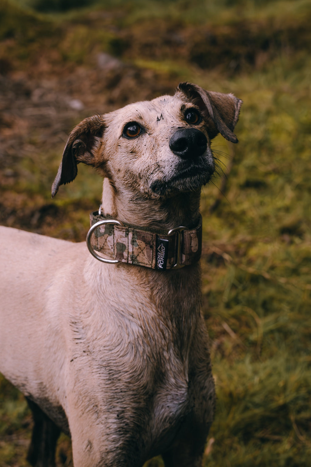 Martingale Dog Collar product image 15
