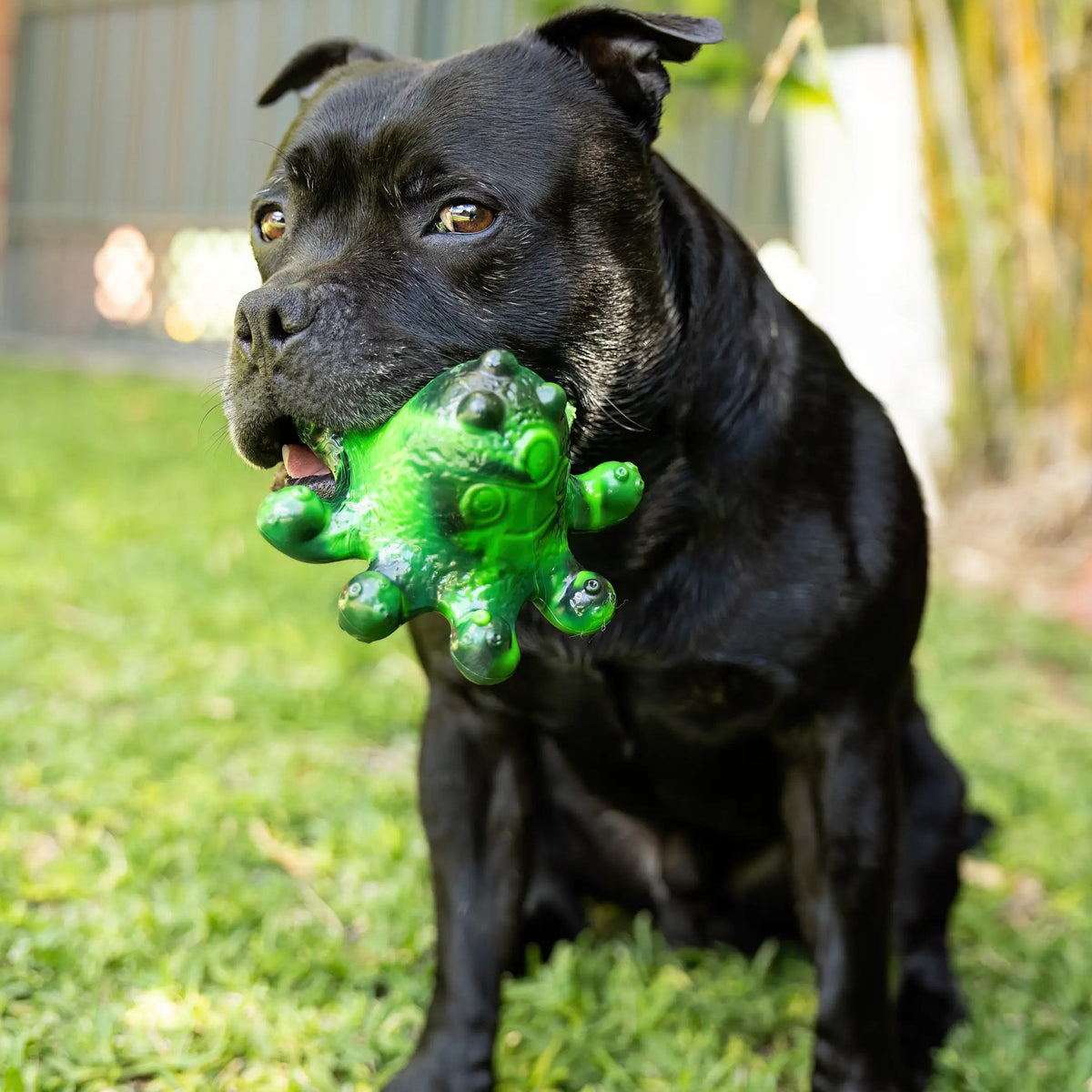 Dog Chew Toy Collection product image 15