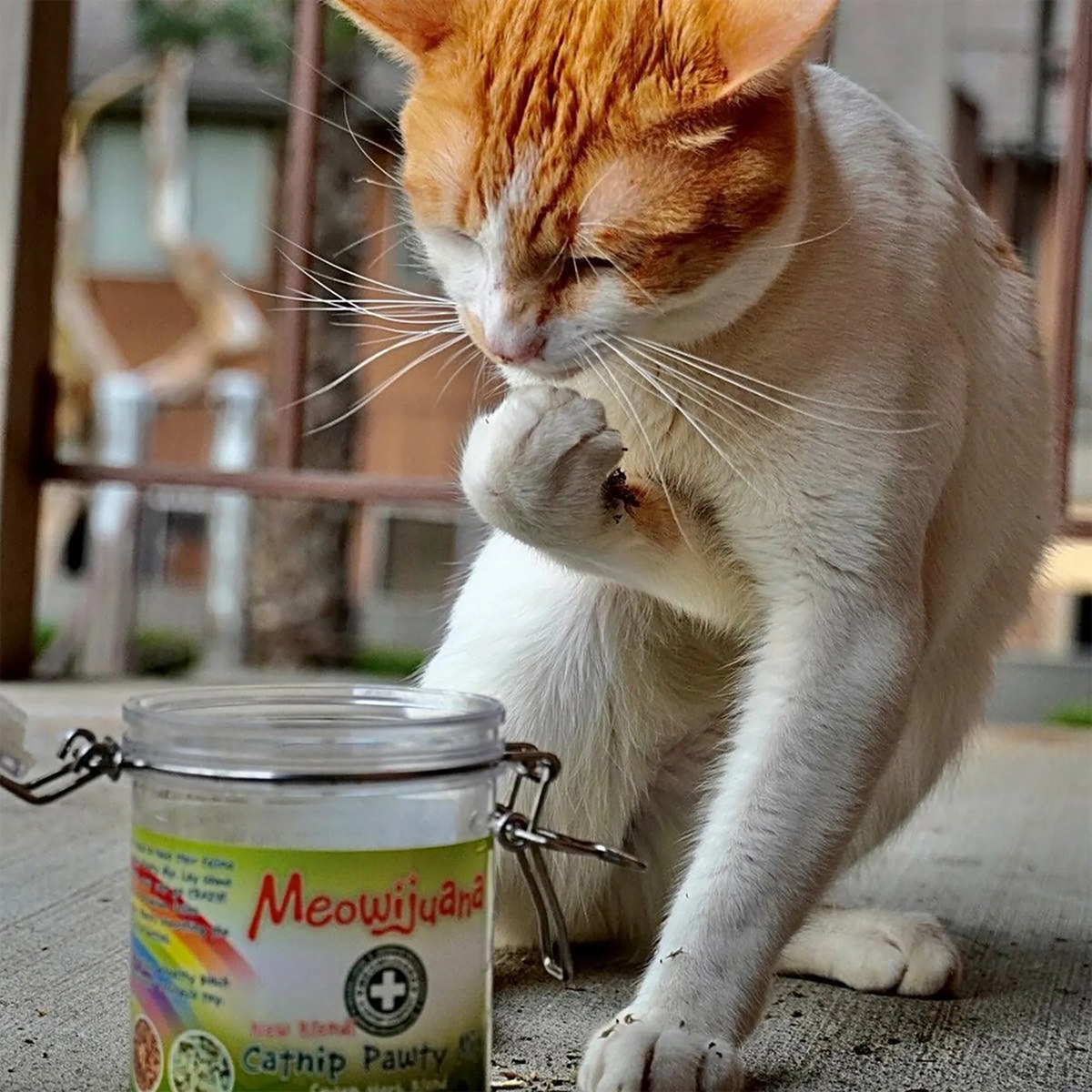 Catnip Mix product image 15