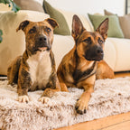 Memory Foam Dog Bed product image 15