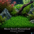 Live Aquarium Plant product image 15