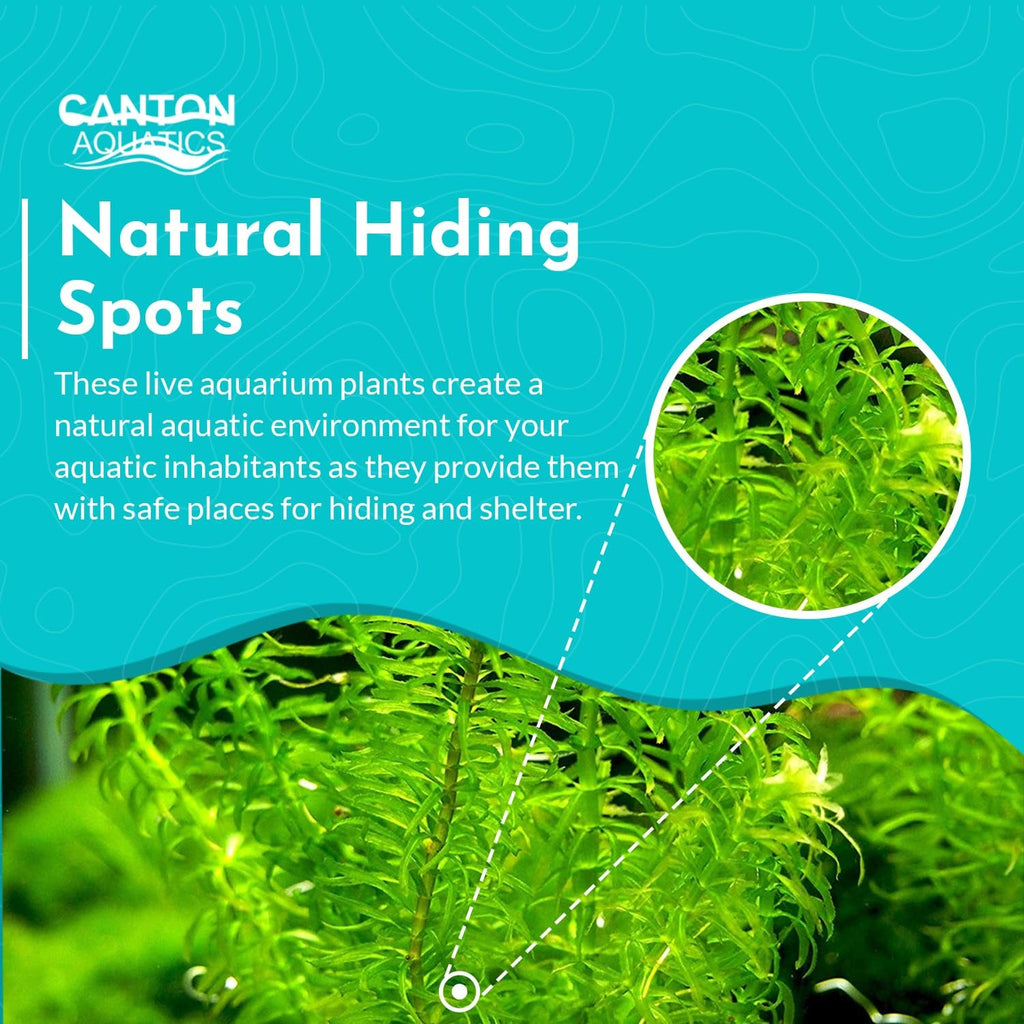 Live Anacharis Aquarium Plant product image 15