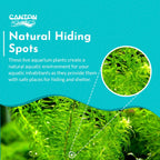 Live Anacharis Aquarium Plant product image 15