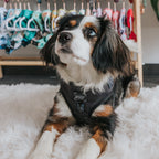Adjustable Dog Harness product image 15