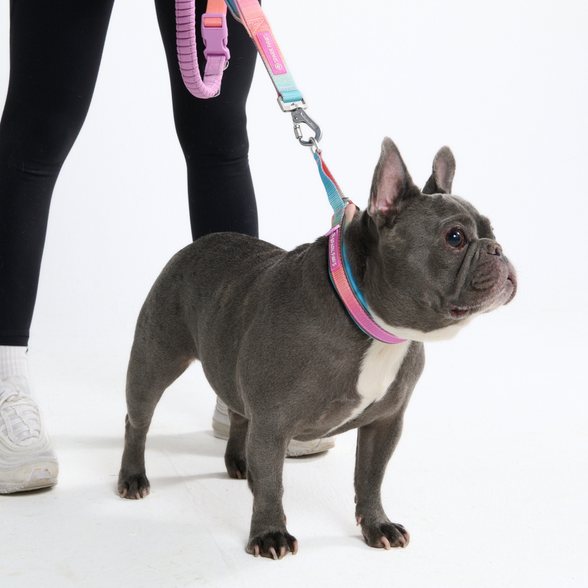 Hands-Free Dog Leash and Waste Bag Holder Set, Bungee Control and Dual Handles for Everyday Walks source image 16
