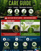 Live Hornwort Aquarium Plant Bunches for Floating or Planted Freshwater Tanks, Packs of Three or Six source image 16