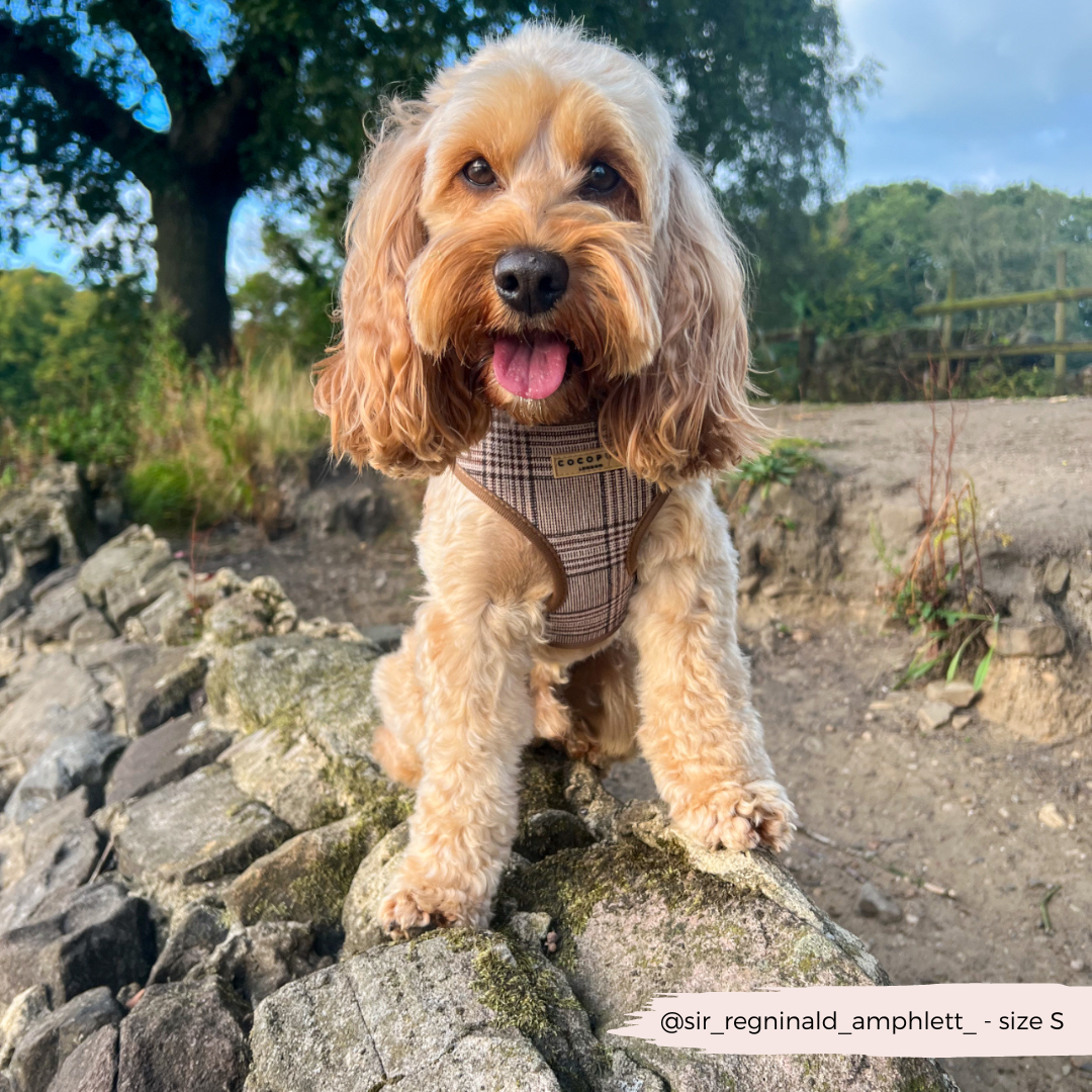 Adjustable Plaid Dog Harness for Comfortable Walks, Lightweight Polyester Design in Five Sizes source image 16