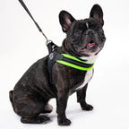 Adjustable Mesh Dog Harness for Small to Medium Pets, Reflective Step-In Design Across Seven Chest Sizes source image 16