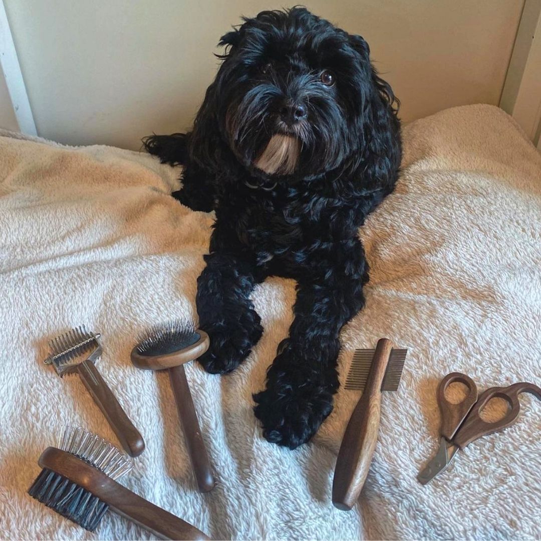 Dog Grooming Tool Set for Cavoodles, Five-Piece Brush, Comb, Dematting and Nail Care Kit in a Storage Box source image 16
