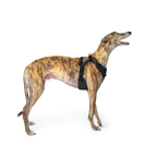 Crash-Tested Dog Car Safety Harness product image 16