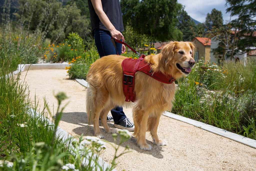 Martingale Dog Harness product image 16