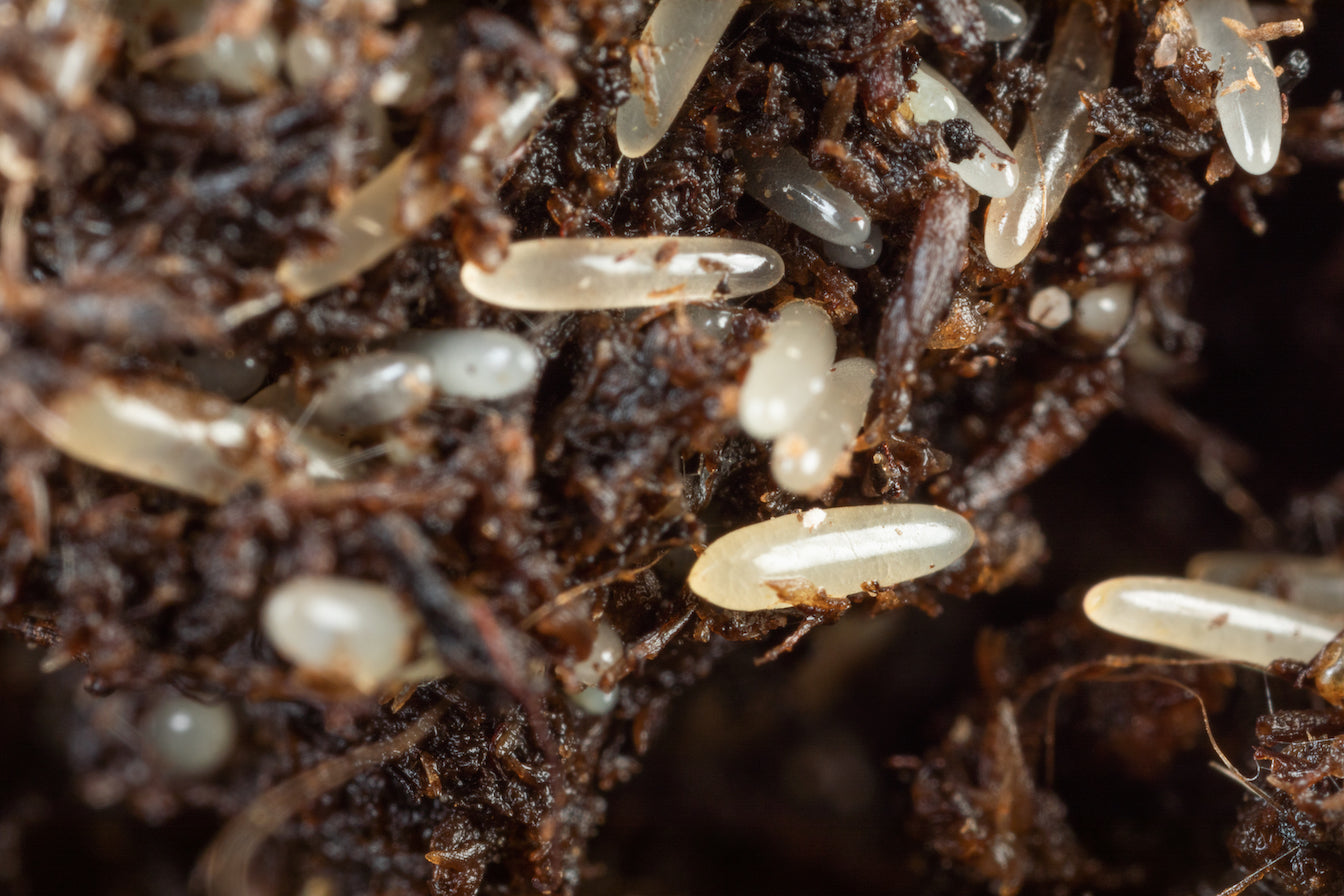 Live Feeder Crickets product image 16