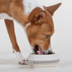 Travel Dog Bowl product image 16