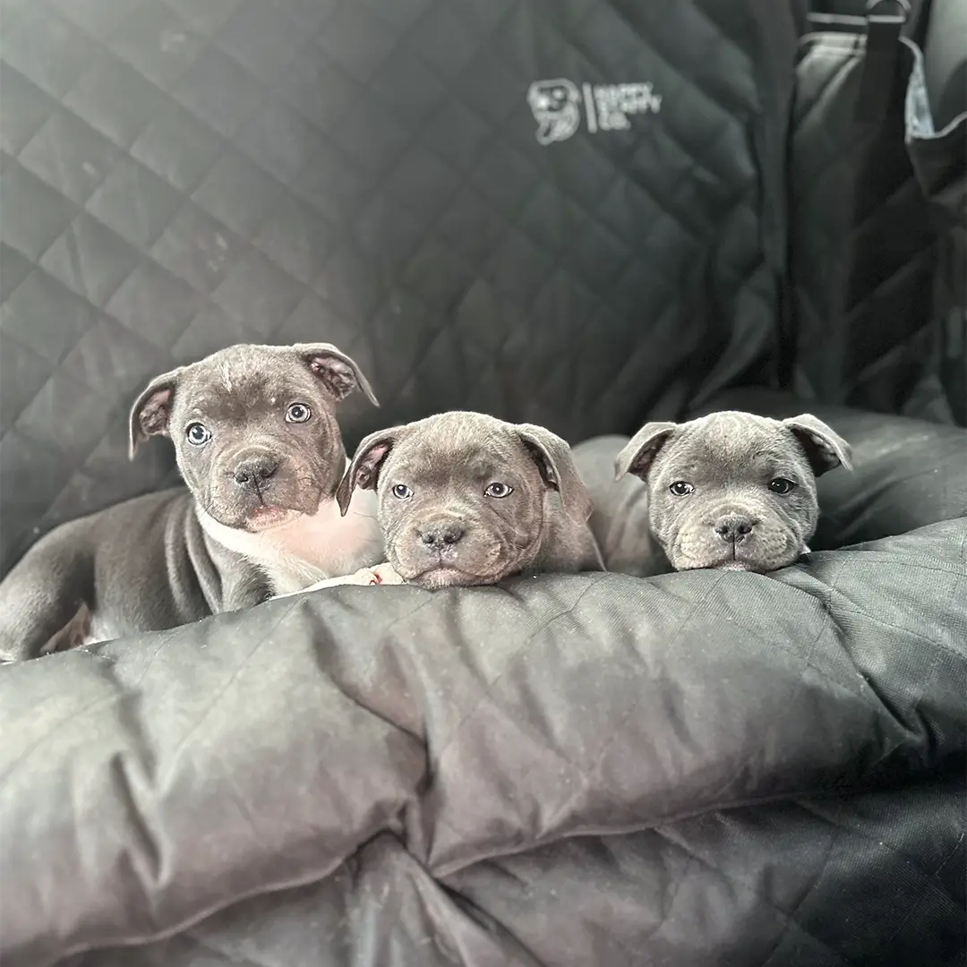 Dog Car Seat Cover product image 16