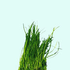 Live Aquarium Plant product image 16