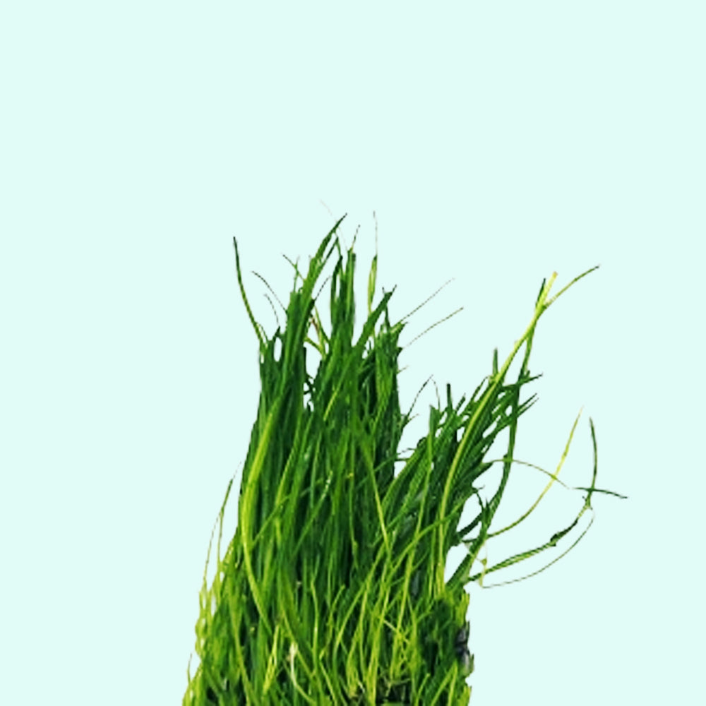 Live Aquarium Plant product image 16