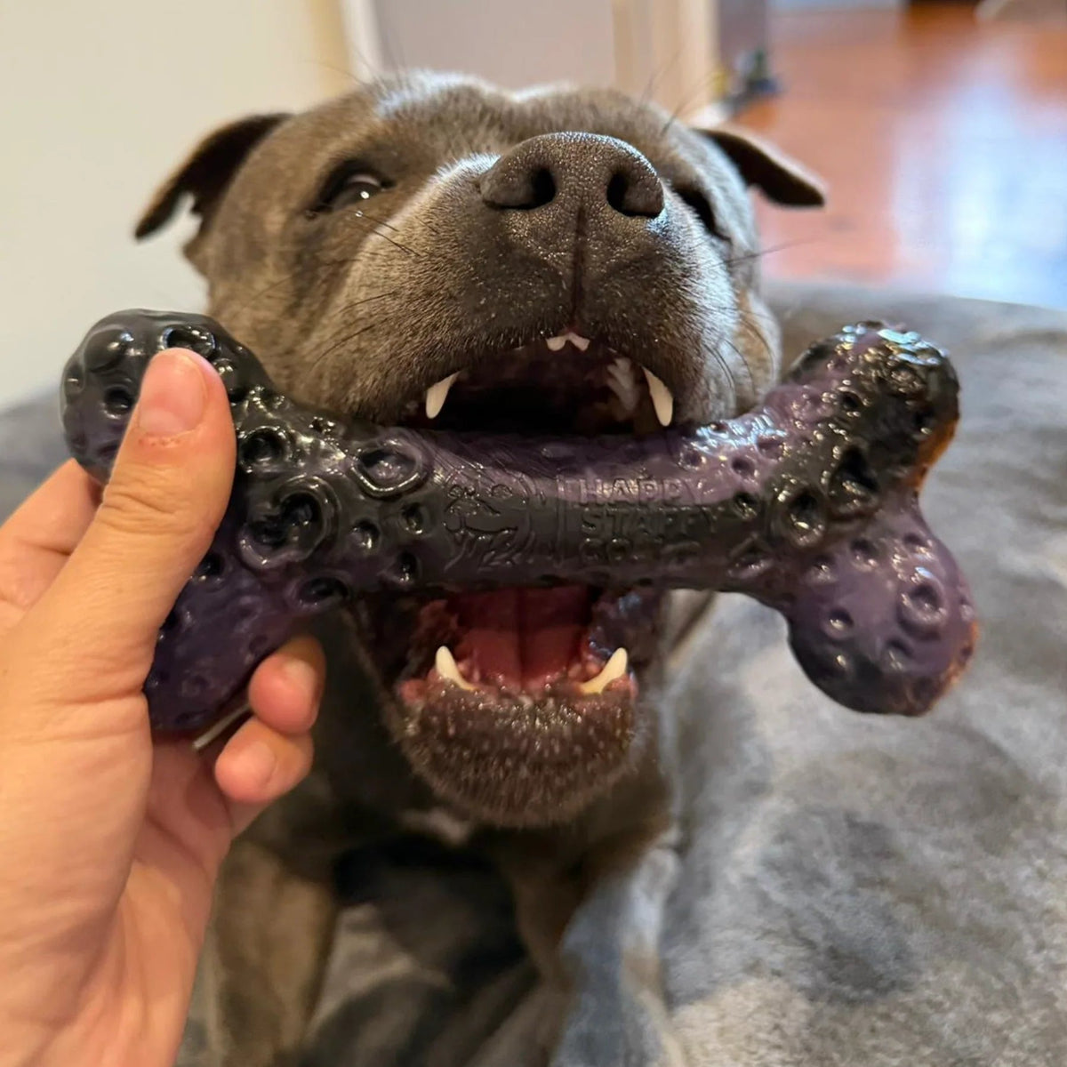 Dog Chew Toy Collection product image 16
