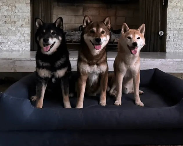 Orthopedic Dog Bed product image 16