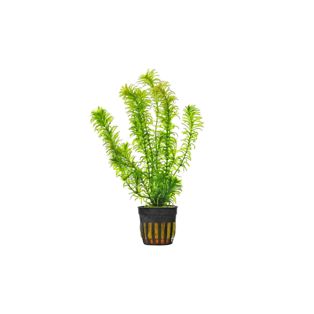 Live Anacharis Aquarium Plant product image 16