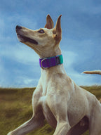 Martingale Dog Collar product image 16