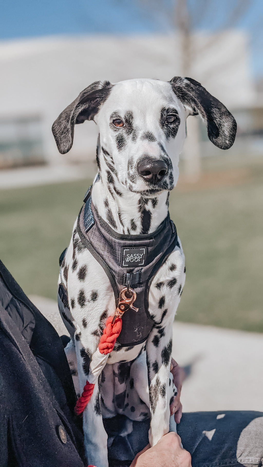 Adjustable Dog Harness product image 16
