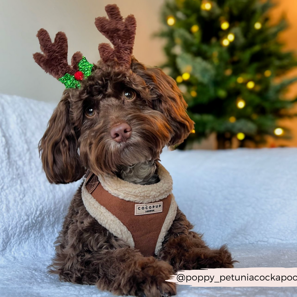 Adjustable Neck Dog Harness, Brown Faux Suede Walking Vest with Soft Fluffy Trim in XXS to Large Sizes source image 17