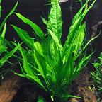 Live Java Fern Aquarium Plant for Low-Light Freshwater Tanks, Bare Root and Mounted Formats source image 17