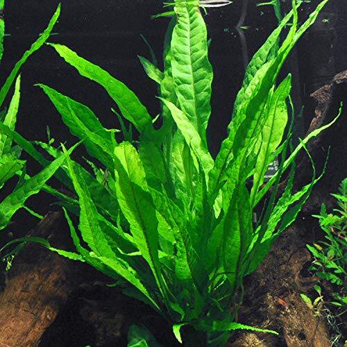 Live Java Fern Aquarium Plant for Low-Light Freshwater Tanks, Bare Root and Mounted Formats source image 17