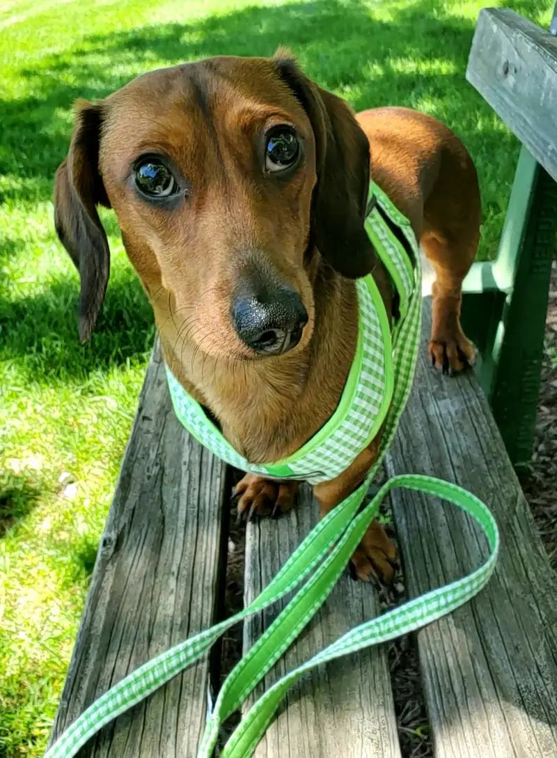 Gingham Step-In Dog Harness, Soft Adjustable Mesh Walking Vest in Five Colors for Dogs from 3 to 40 Pounds source image 17