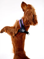 Adjustable Mesh Dog Harness for Small to Medium Pets, Reflective Step-In Design Across Seven Chest Sizes source image 17