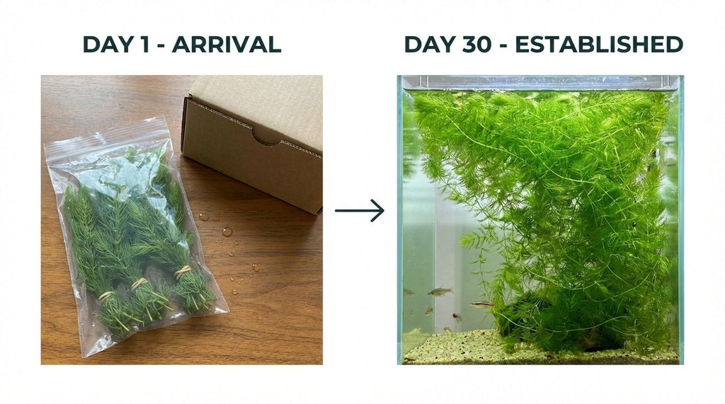 Live Hornwort Aquarium Plant Bunches for Floating or Planted Freshwater Tanks, Packs of Three or Six source image 17