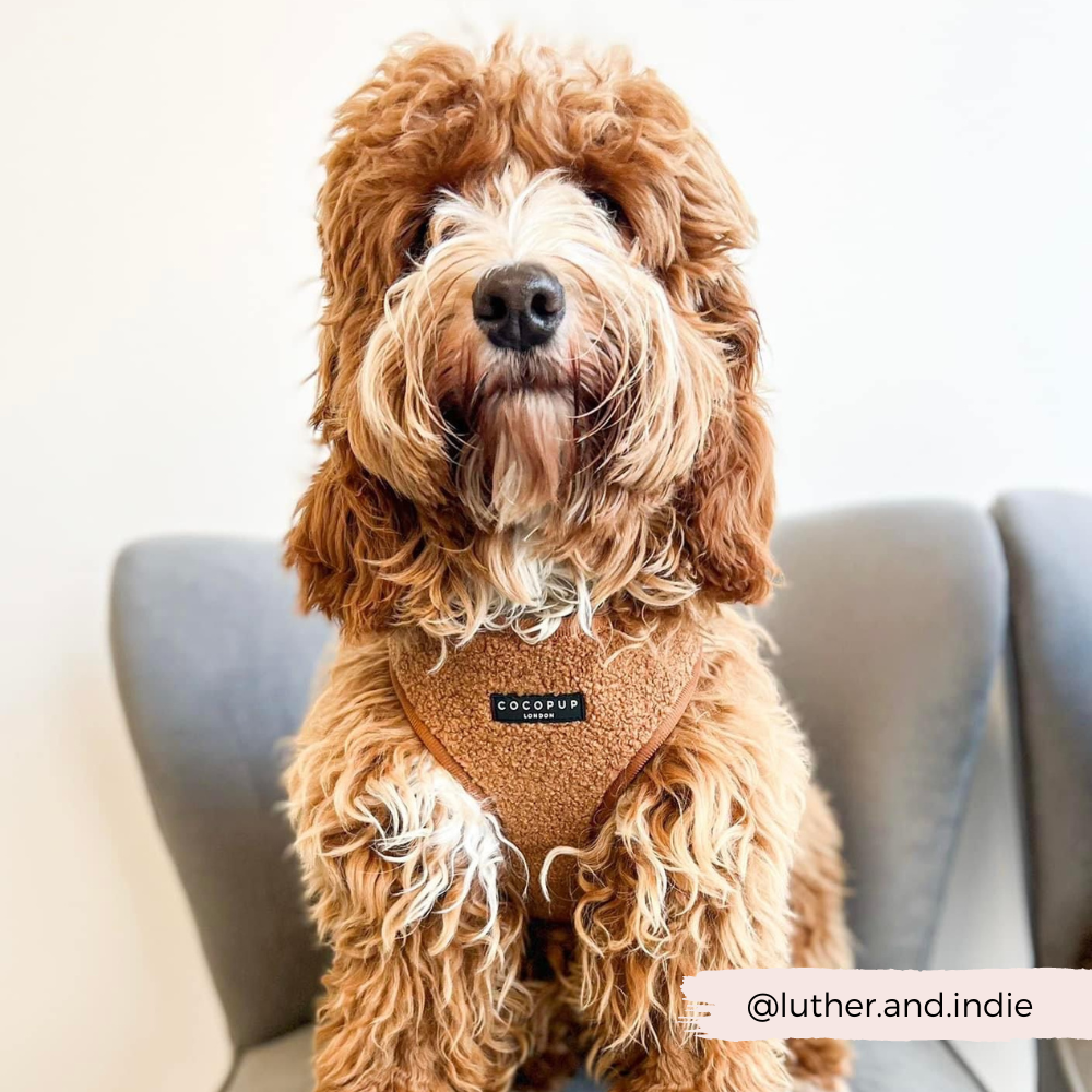 Adjustable Neck Dog Harness in Teddy Texture, Lightweight Walking Vest for XXS to Large Dogs source image 17