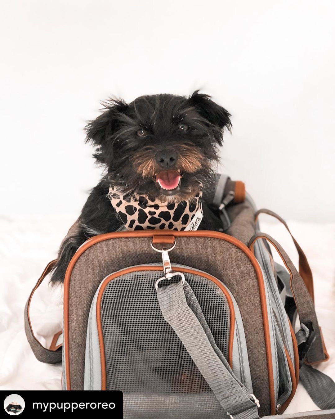 Soft-Sided Airline Pet Carrier for Cats and Small Dogs with Mesh Ventilation and Expandable Port product image 17