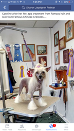 Dog Shampoo Conditioner Set product image 17