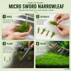 Live Aquarium Plant product image 17