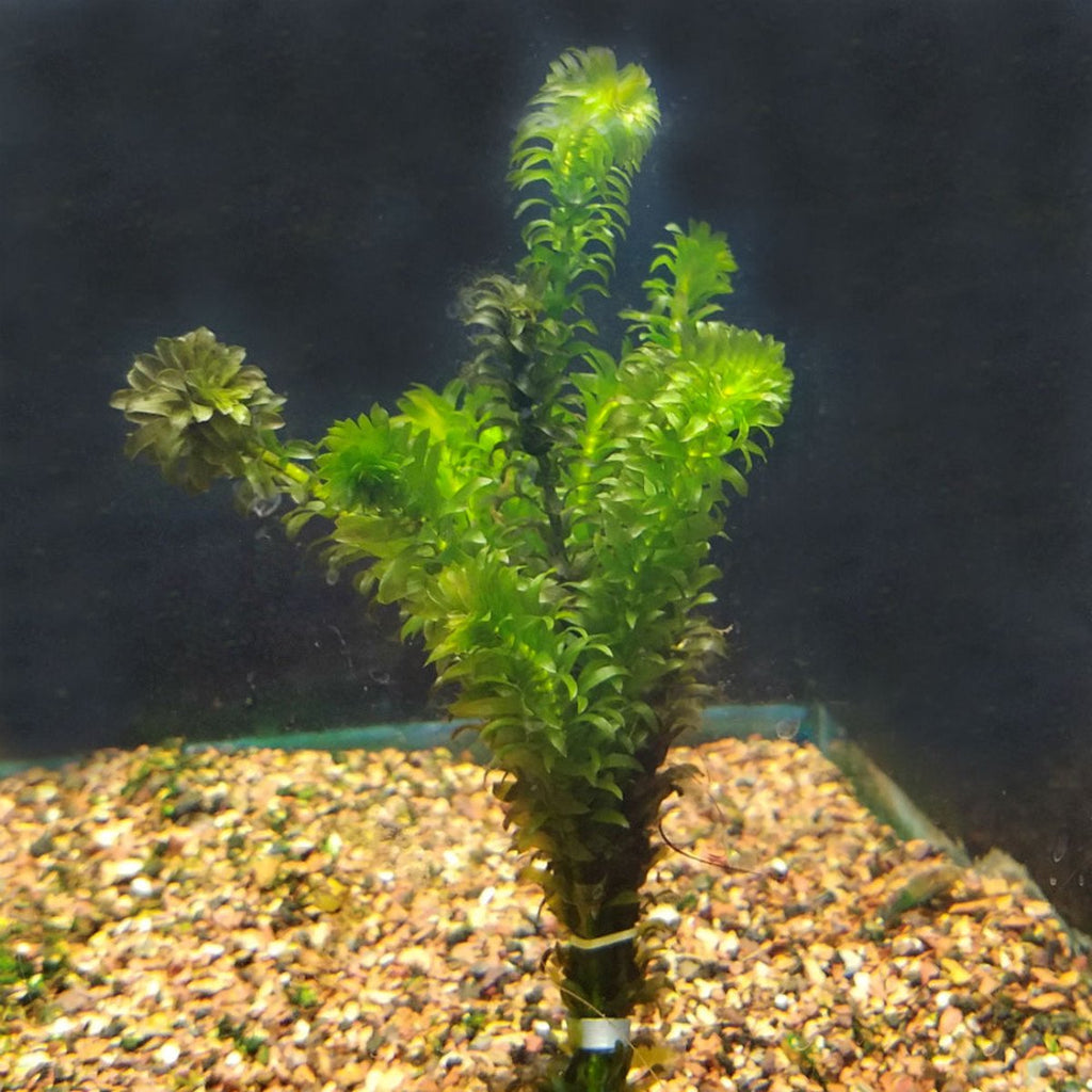 Live Anacharis Aquarium Plant product image 17