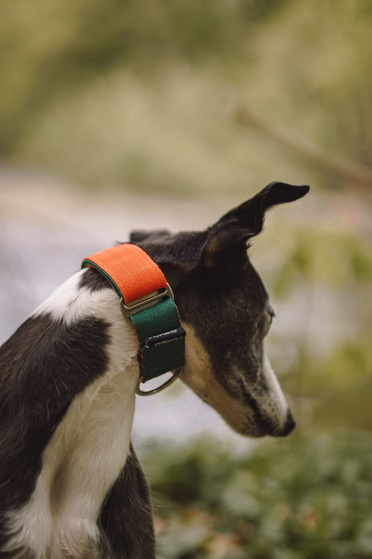 Martingale Dog Collar product image 17