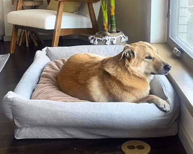 Orthopedic Dog Bed product image 17